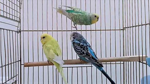 Petshoplarda yaban hayvanı satışı için ruhsat şartı