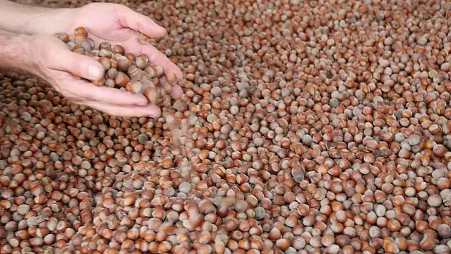 Rekabet Kurumu fındık piyasasına uyarı: Hızla yaptırım uygulanacak