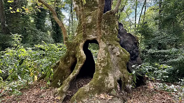 Robin Hood'un efsanevi sığınağı asırlık meşe öldü