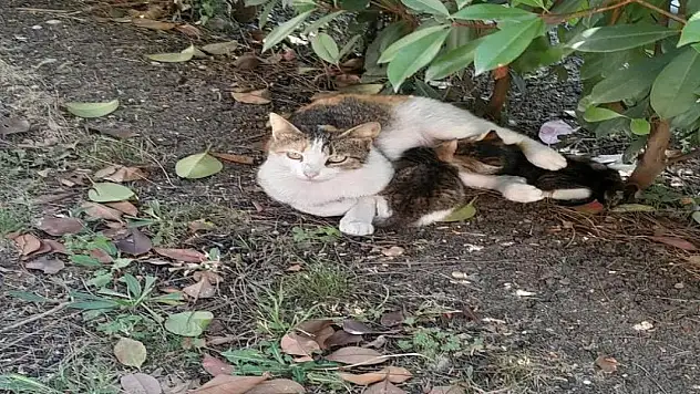 Rögar giderine sıkışan iki yavru kediyi itfaiye kurtardı