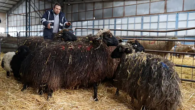 Sadece 5 tane kalmıştı! Torosların 'Gizi' geri dönüyor: 'Babalık Testi' bile yapılıyor!