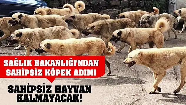 Sağlık Bakanlığı'ndan sahipsiz köpek adımı! Sahipsiz hayvan kalmayacak!