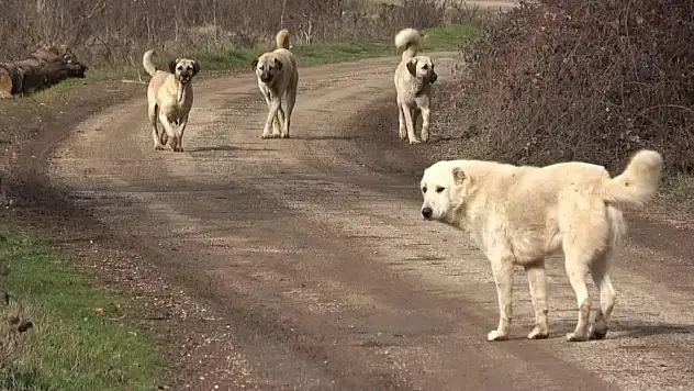 Sahipsiz köpeklerin saldırdığı kişi yaralandı