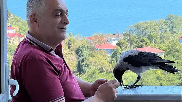 'Şakir' ismini verdiği kargaya çocuğu gibi bakıyor