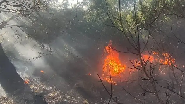 Samsun'da orman yangını