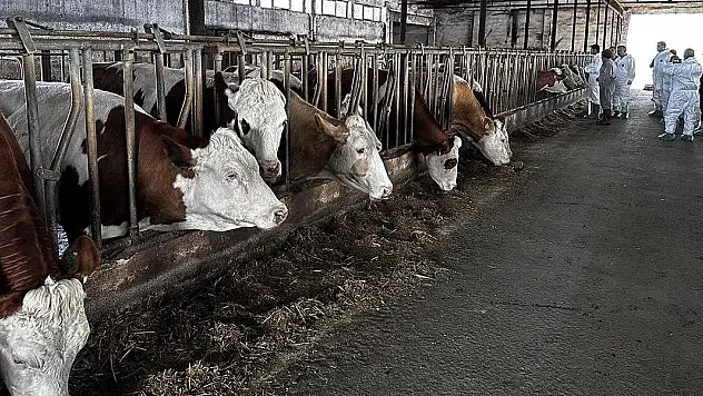 Şap hastalığı sonrasında 24 ilde hayvan pazarları tekrar açıldı