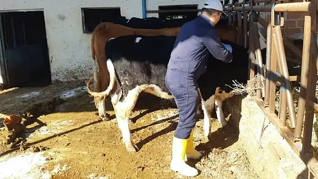 Şap hastalığına karşı aşılama çalışmaları sürüyor