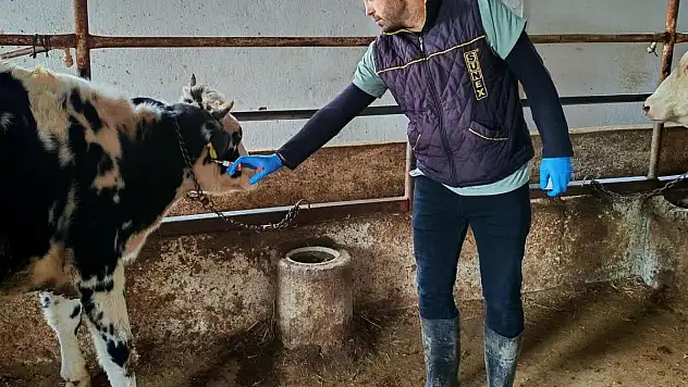 Şap Hastalığına Karşı Önlemler Alındı