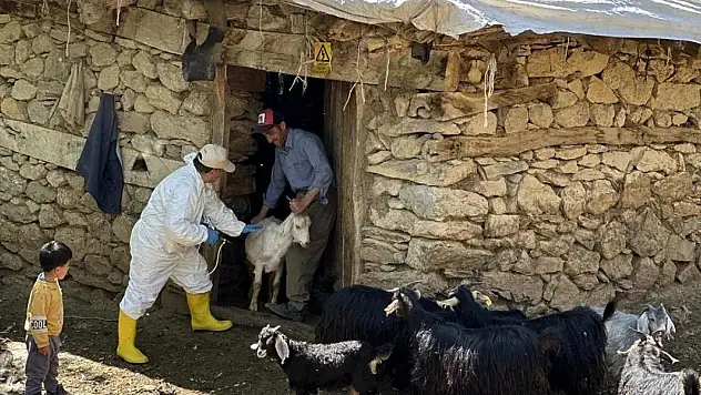 Şap hastalığının yeni serotipine karşı üretilen 6 milyon doz aşı sahaya sevk edildi