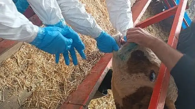 Şap hastalığıyla mücadele sürüyor