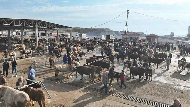 Şap tehlikesi nedeniyle kapatılmıştı, 5 ay sonra açıldı
