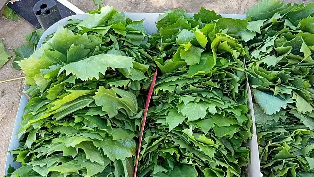 Sarıgöl'de bağ yaprağı sezonu açıldı