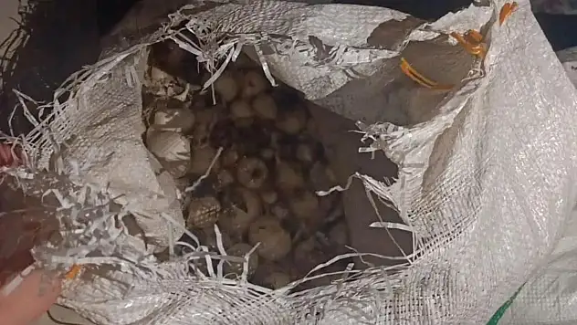 Sarımsak toplamak yarım milyona mâl oldu!