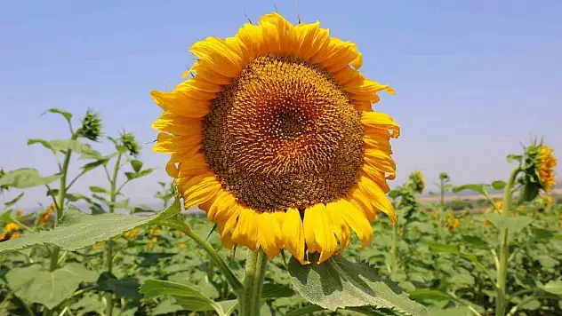Sarının en güzeli: Ayçiçeği tarlaları görsel şölen sunuyor
