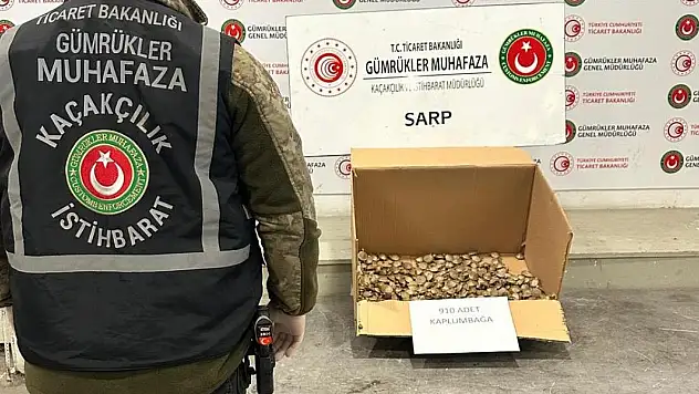 Sarp'ta 910 adet su kaplumbağası ele geçirildi