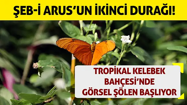 Şeb-i Arus'un İkinci Durağı! Tropikal Kelebek Bahçesi'nde Görsel Şölen Başlıyor