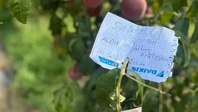 Şeftali ağacına asılan not kalpleri ısıttı