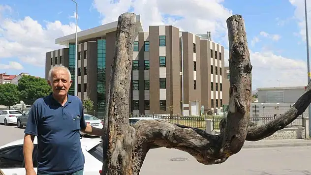 Şekli dikkatini çekti, kestirip bahçesinde yıllarca muhafaza etti