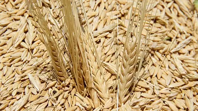 Sertifikalı tohum üretimi 1,3 milyon tona ulaştı