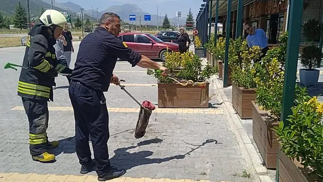 Seydişehir'de yılan yakalama operasyonu