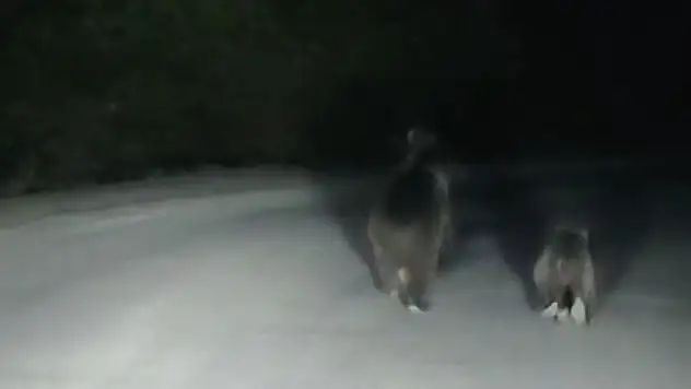Seyir Halindeki Otomobilin Önüne Ayı Çıktı!