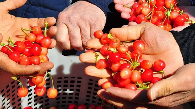 Sezonun ilk kirazı 3 bin 500 TL'den satıldı