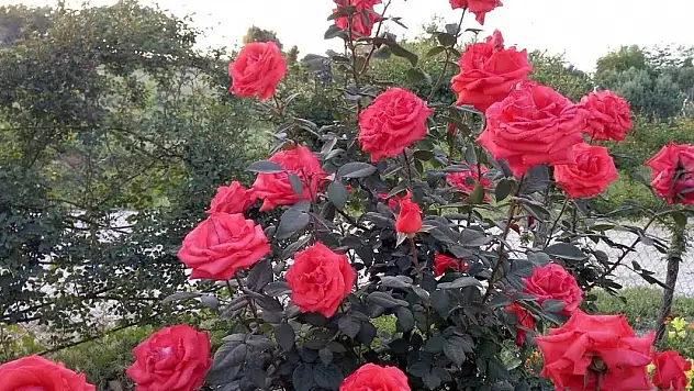 Sıcak hava nedeniyle solan günleri diriltme yöntemi. Gülleriniz yeniden canlansın