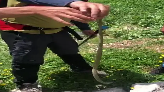 Sıcak havalar yılan görülme vakalarını artırdı