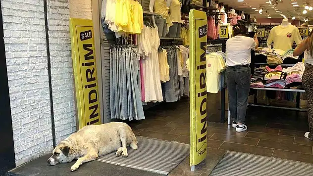 Sıcaktan bunalan köpek çareyi klimanın altına yatmakla buldu