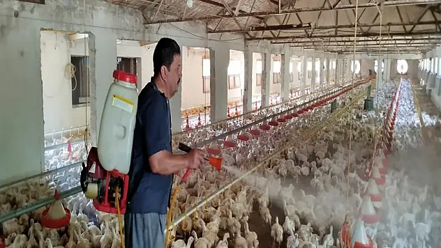Sıcaktan Bunalan Tavuklara Öyle Bir Çözüm Buldu Ki! Artık Onlar Da Serinliyor