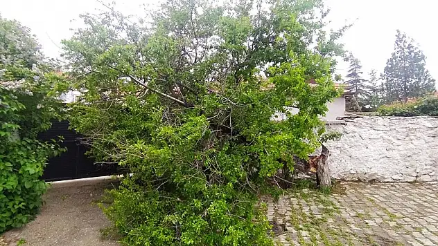 Şiddetli rüzgar Konya'da ağacı devirdi