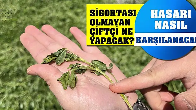 Sigortası olmayan çiftçi ne yapacak? Hasarı nasıl karşılanacak?
