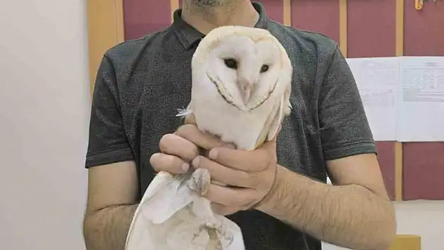 Sınıfa giren beyaz baykuş yakalanarak doğaya bırakıldı