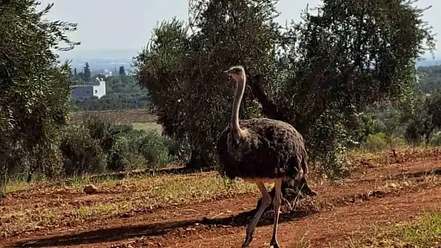 Sınırdan bu defa deve kuşu geçti