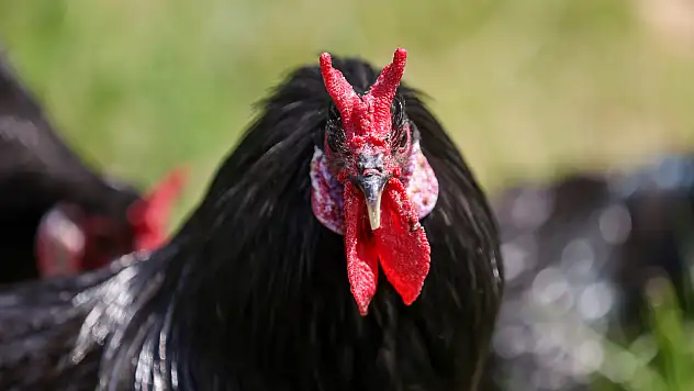 Sinop'un efsanesi Konya'da koruma altında! Güneşte renk değiştiriyor