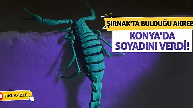 Şırnak'ta bulduğu akrebe Konya'da soyadını verdi!