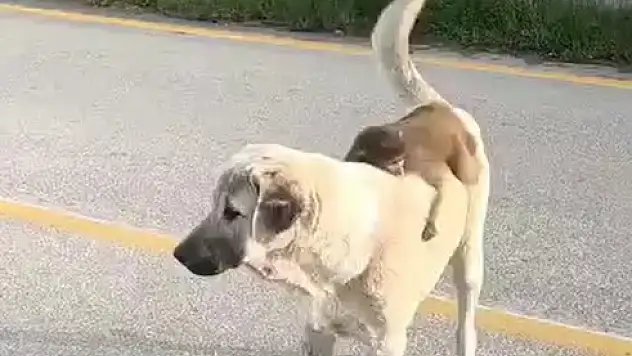 Sırtında maymun gezdiren köpek ilgi odağı oldu