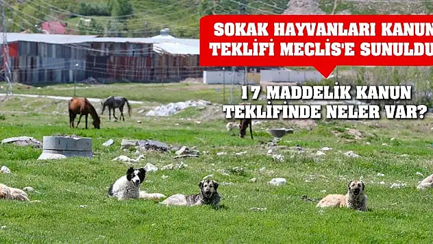 Sokak hayvanları kanun teklifi Meclis'e sunuldu: 17 maddelik kanun teklifinde neler var?