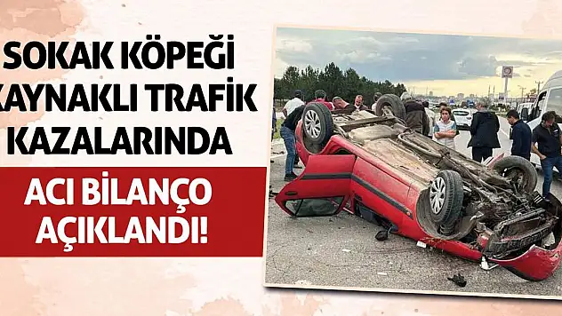 Sokak Köpeği Kaynaklı Trafik Kazalarında Acı Bilanço Açıklandı!