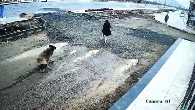 Sokak köpeğinin çocuğa saldırdığı anlar kamerada