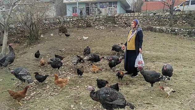 Sokak köpekleri 60 yaşındaki kadının beslediği hindileri telef etti