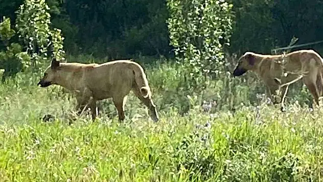 Sokak köpekleri atlara saldırdı