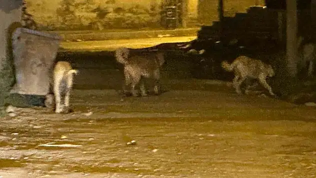 Sokak köpekleri tehlike saçıyor: Vatandaşlar ve veliler tedirgin