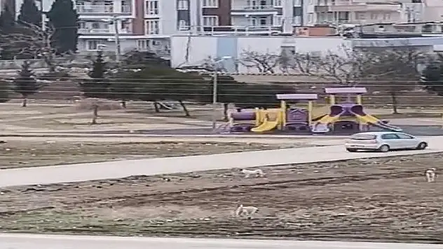 Sokak köpekleri yaşı küçük çocuğa böyle saldırdı