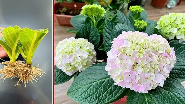 Solan çiçeklerin yeniden hayat bulmasını sağlayan öneri. 1 kaşık bile yeterliymiş