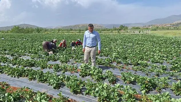 Son yağışlar Konya'da çiftçilerin yüzünü güldürdü