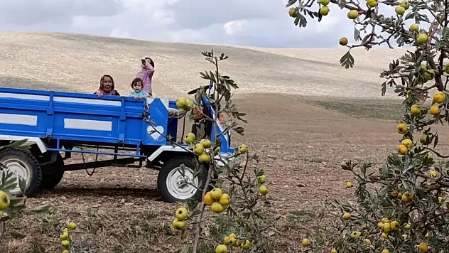 Sonbahar meyvesi alıç Yunak'da dağlardan toplanmaya başladı