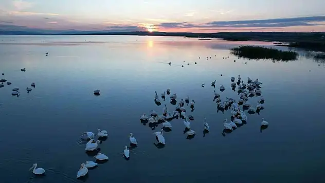Sonbaharda Manyas Gölü'nde pelikan ve flamingo ziyareti sürüyor