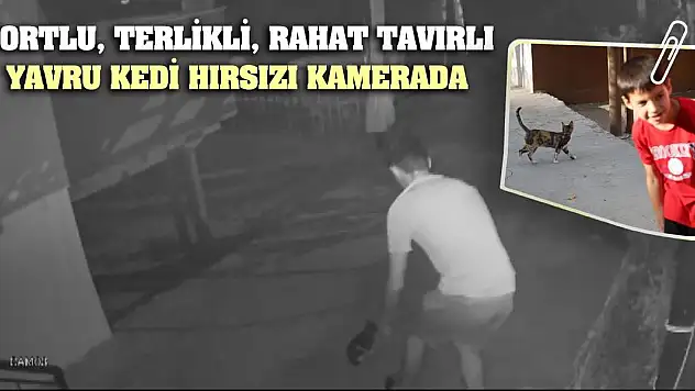Şortlu, terlikli, rahat tavırlı yavru kedi hırsızı kamerada