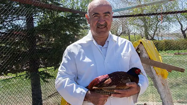 SÜ sülün yetiştiriciliğinde öncü oldu
